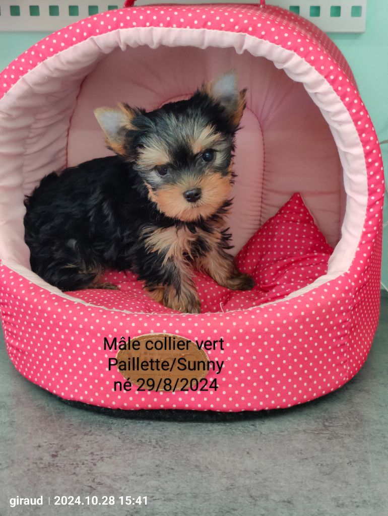 Des P'tits Bouts D'amour - Chiot disponible  - Yorkshire Terrier