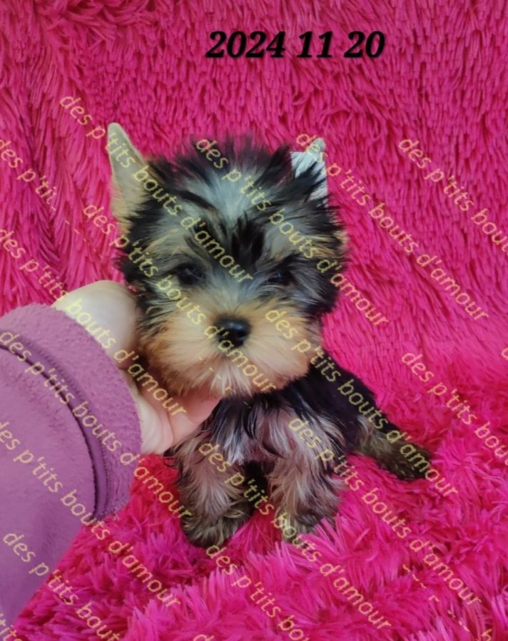 Des P'tits Bouts D'amour - Chiot disponible  - Yorkshire Terrier