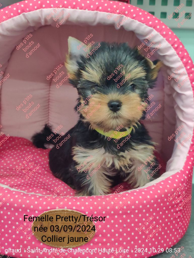 Des P'tits Bouts D'amour - Chiot disponible  - Yorkshire Terrier