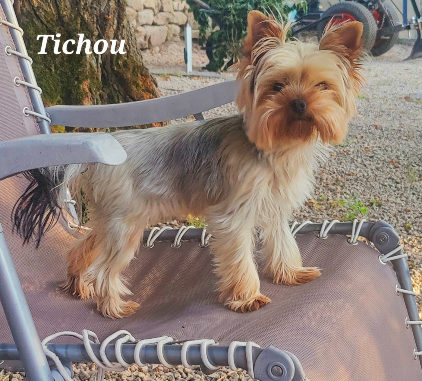 Tichou Du Domaine De La Lézardière