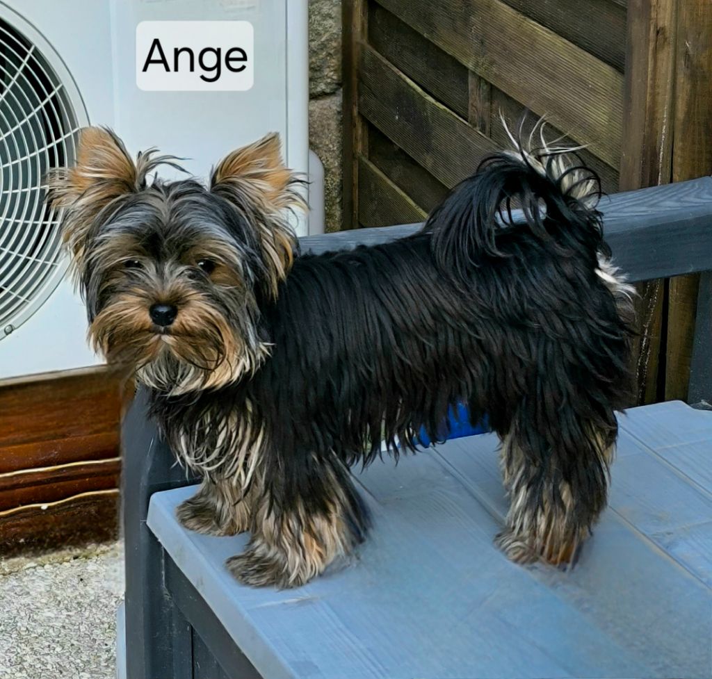 Ange Des P'tits Bouts D'amour