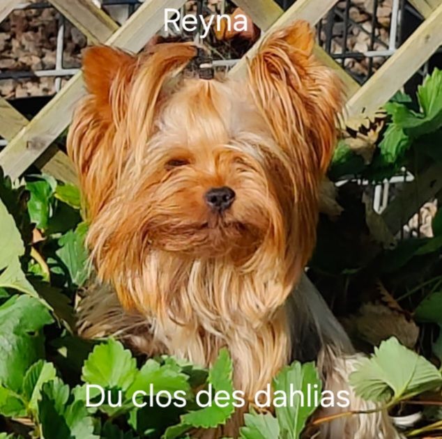 Reyna blue lover Du Clos Des Dalhia