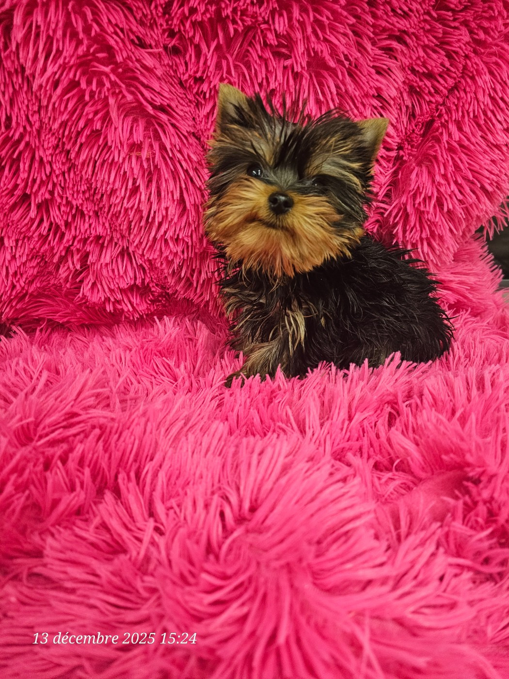 NAISSANCES YORKSHIRES LE 5, LE 15 ET LE 26 Avril