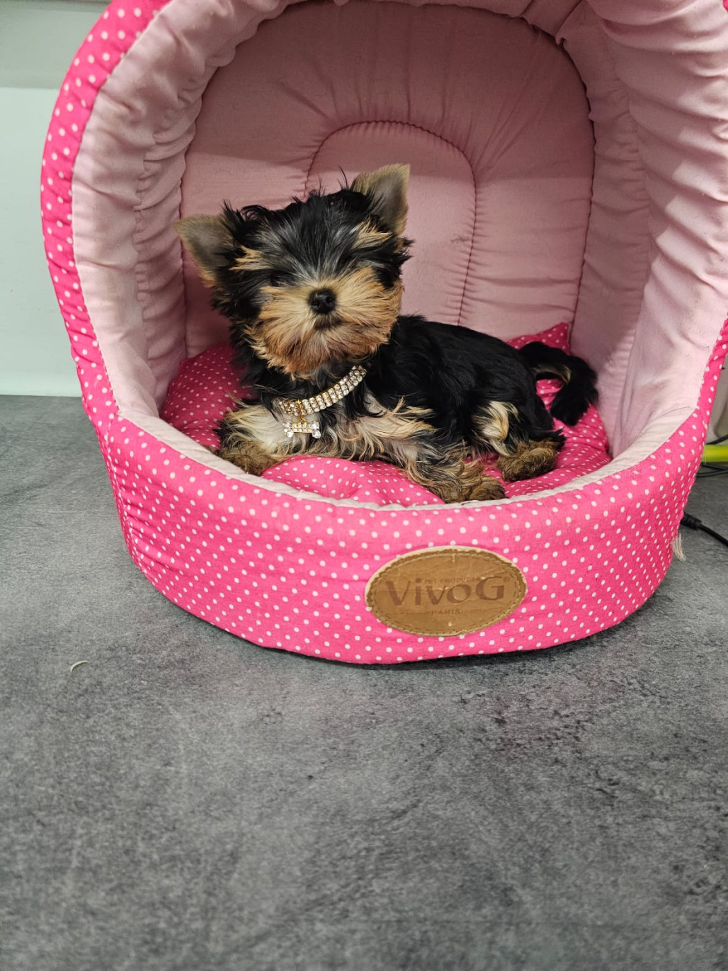 Chiot Yorkshire Terrier Des P'tits Bouts D'amour