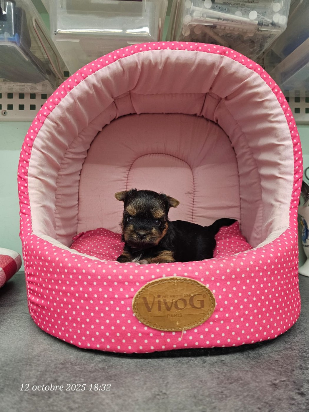 Des P'tits Bouts D'amour - Chiots disponibles - Yorkshire Terrier