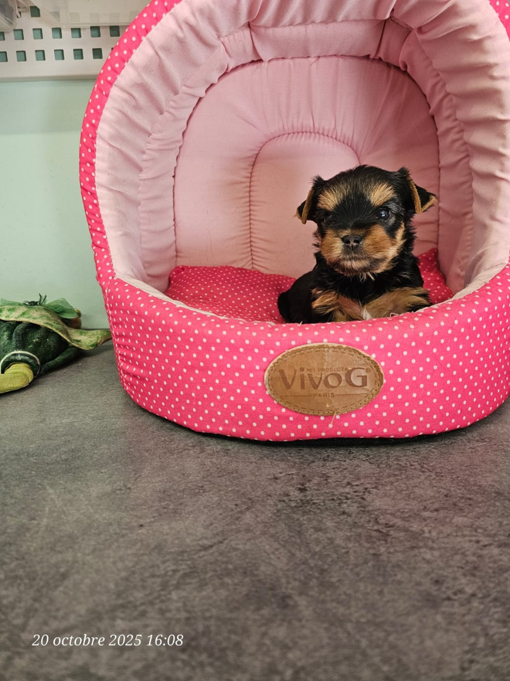 Des P'tits Bouts D'amour - Chiots disponibles - Yorkshire Terrier