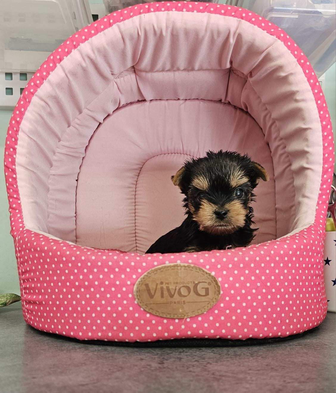 Des P'tits Bouts D'amour - Chiots disponibles - Yorkshire Terrier