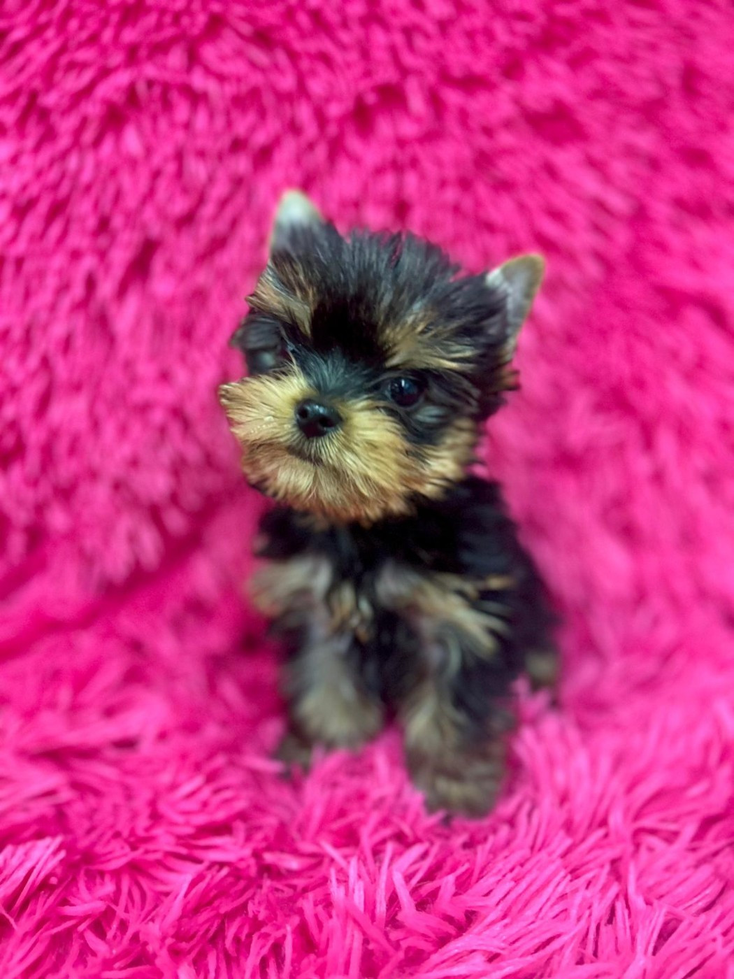 Chiot Yorkshire Terrier Des P'tits Bouts D'amour