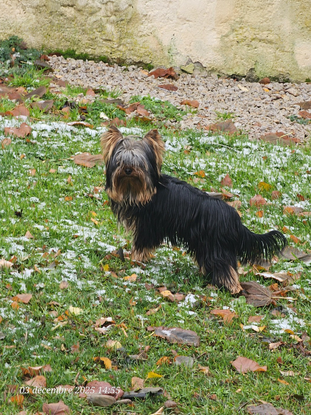 Des P'tits Bouts D'amour - Chiots disponibles - Yorkshire Terrier