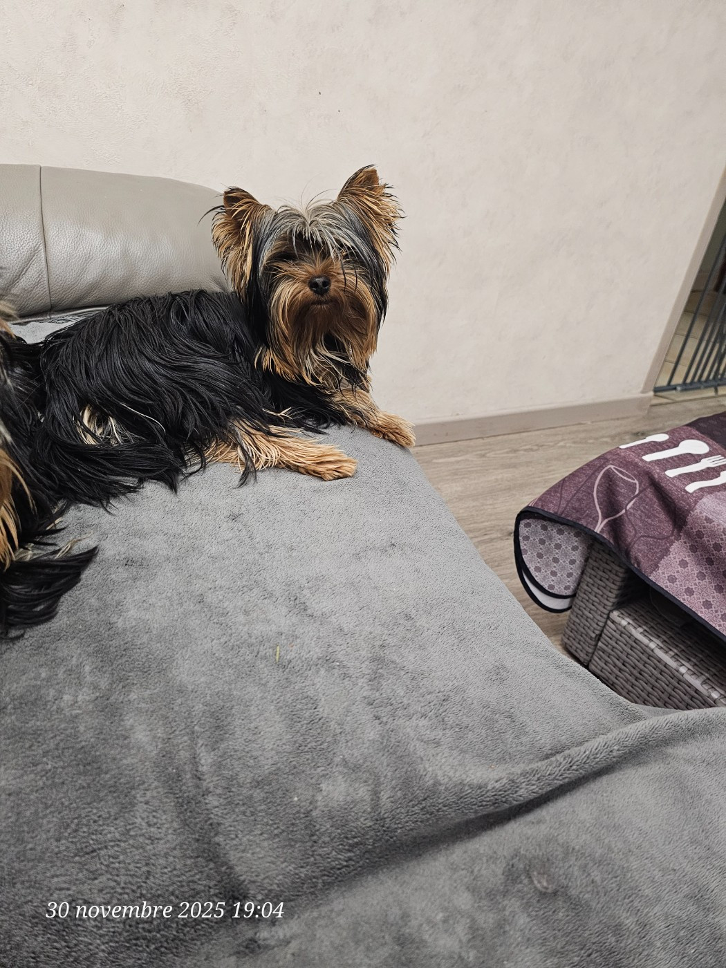 Des P'tits Bouts D'amour - Chiots disponibles - Yorkshire Terrier