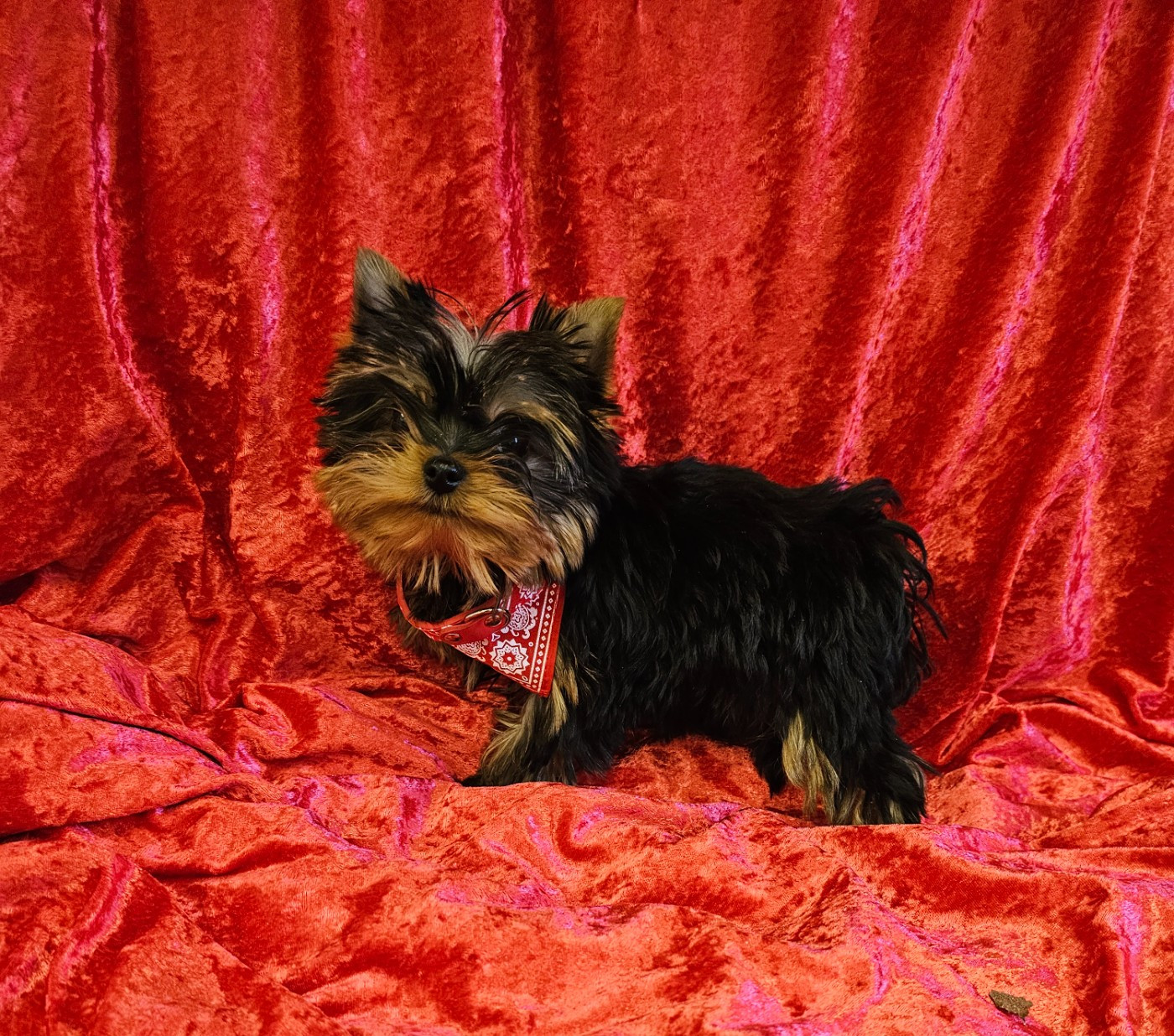 Des P'tits Bouts D'amour - Yorkshire Terrier - Portée née le 16/09/2025