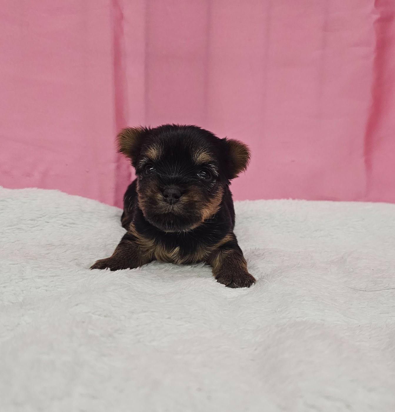 Des P'tits Bouts D'amour - Chiots disponibles - Yorkshire Terrier