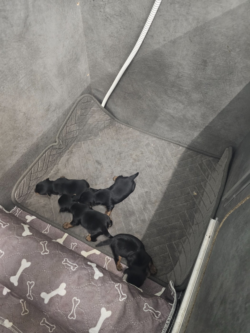 Des P'tits Bouts D'amour - Yorkshire Terrier - Portée née le 11/01/2026