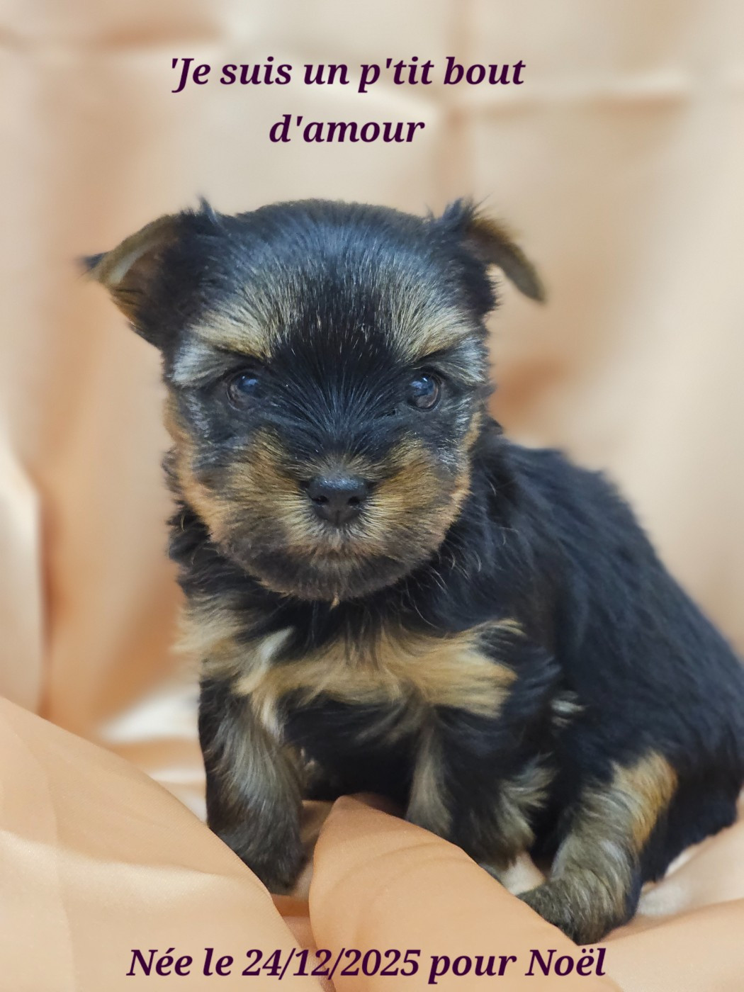 Des P'tits Bouts D'amour - Chiots disponibles - Yorkshire Terrier