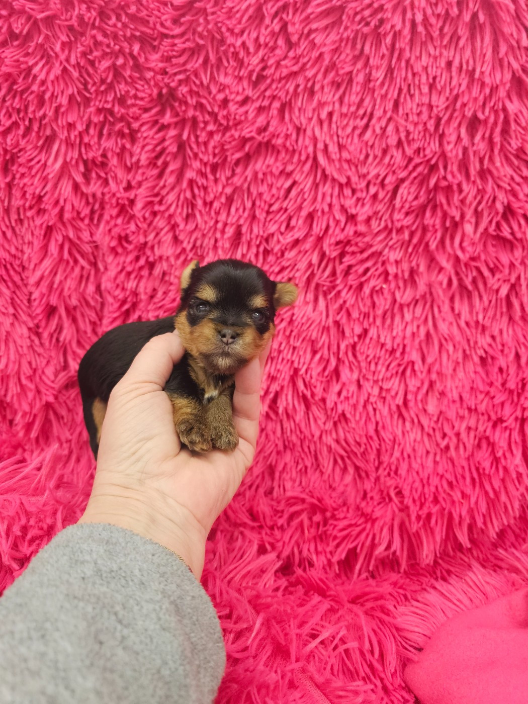 Des P'tits Bouts D'amour - Chiots disponibles - Yorkshire Terrier