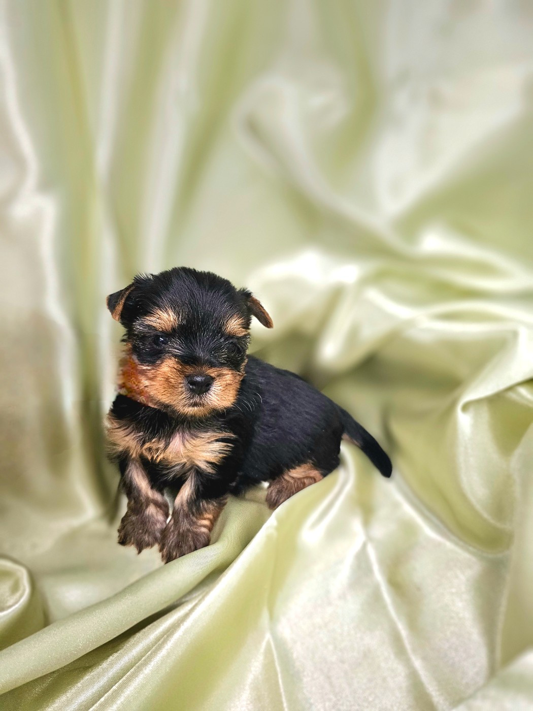 Des P'tits Bouts D'amour - Chiots disponibles - Yorkshire Terrier