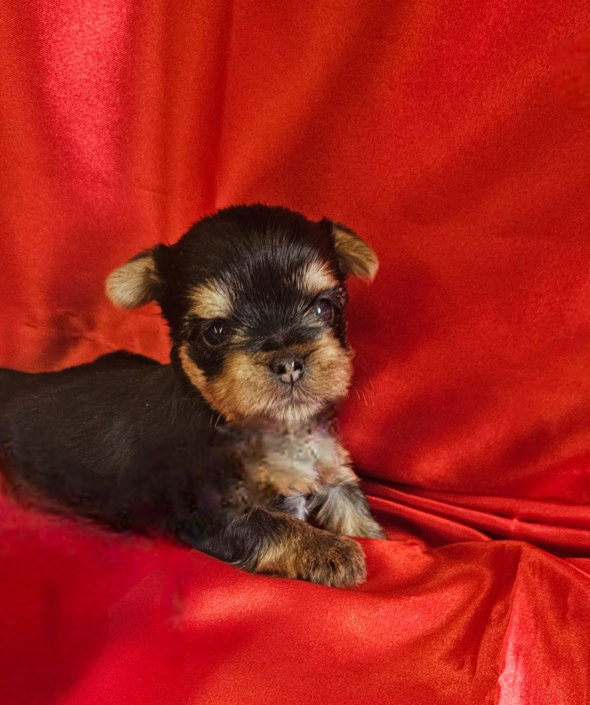 Des P'tits Bouts D'amour - Chiots disponibles - Yorkshire Terrier