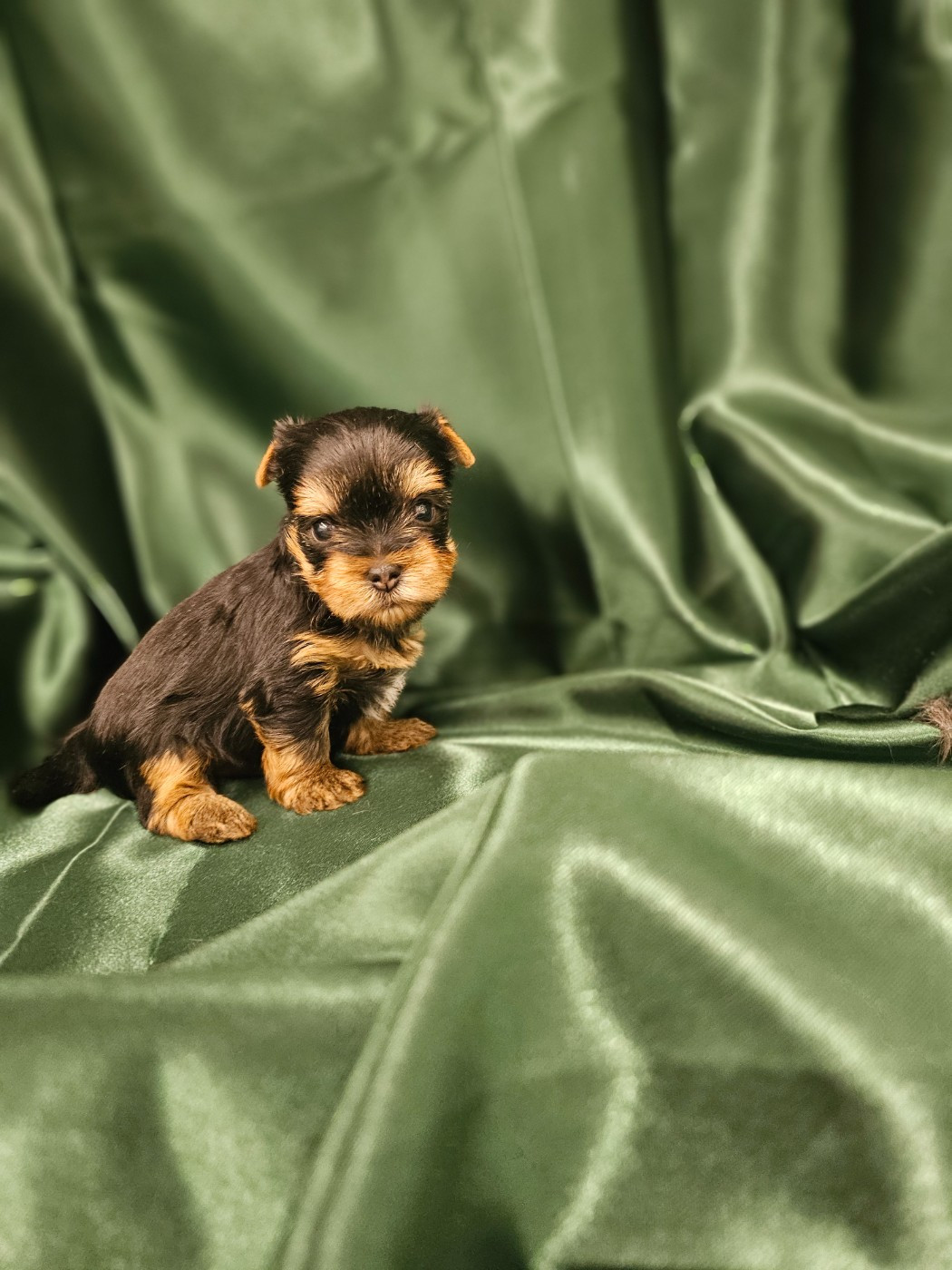 Des P'tits Bouts D'amour - Chiots disponibles - Yorkshire Terrier