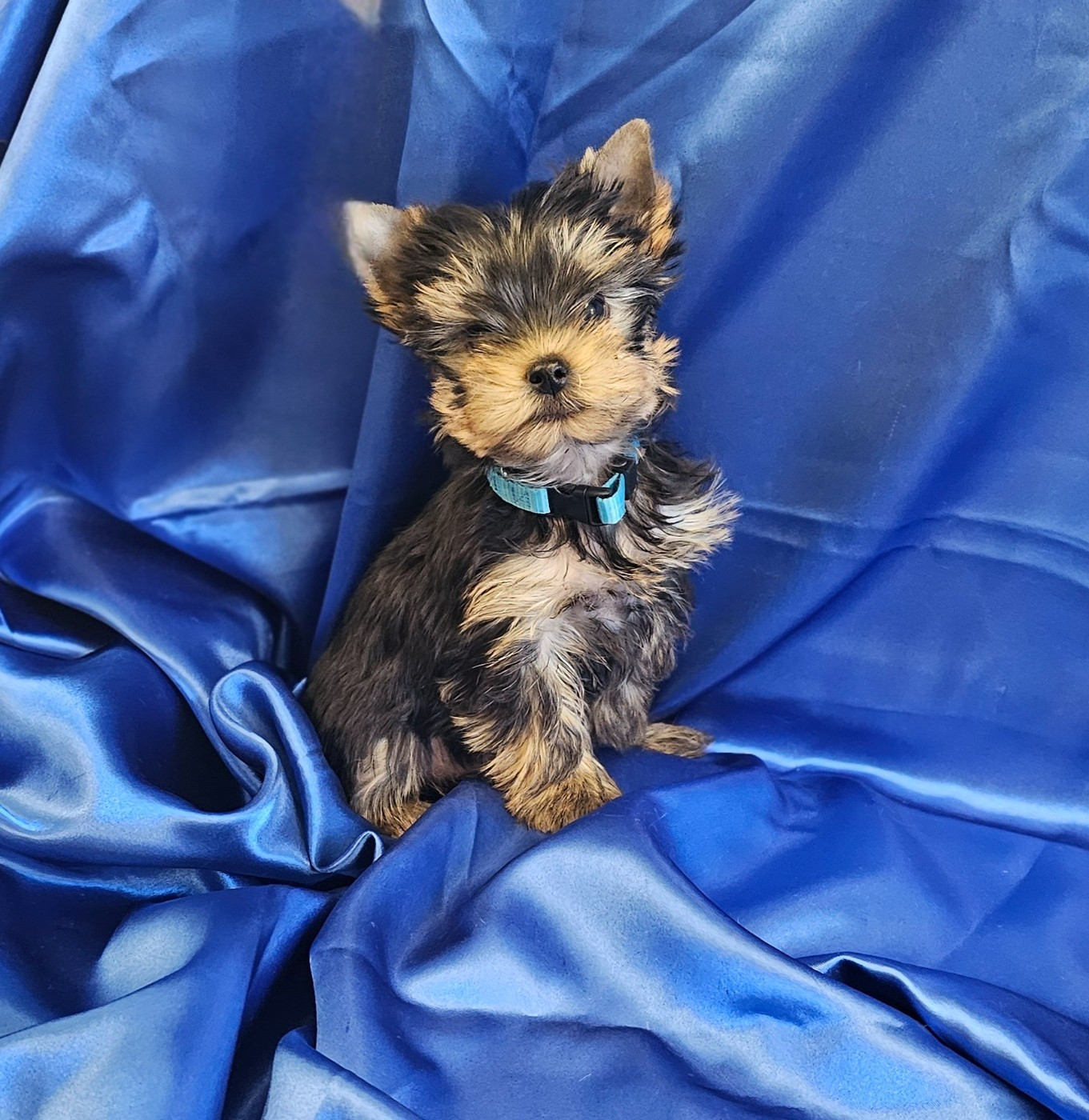 Des P'tits Bouts D'amour - Chiots disponibles - Yorkshire Terrier