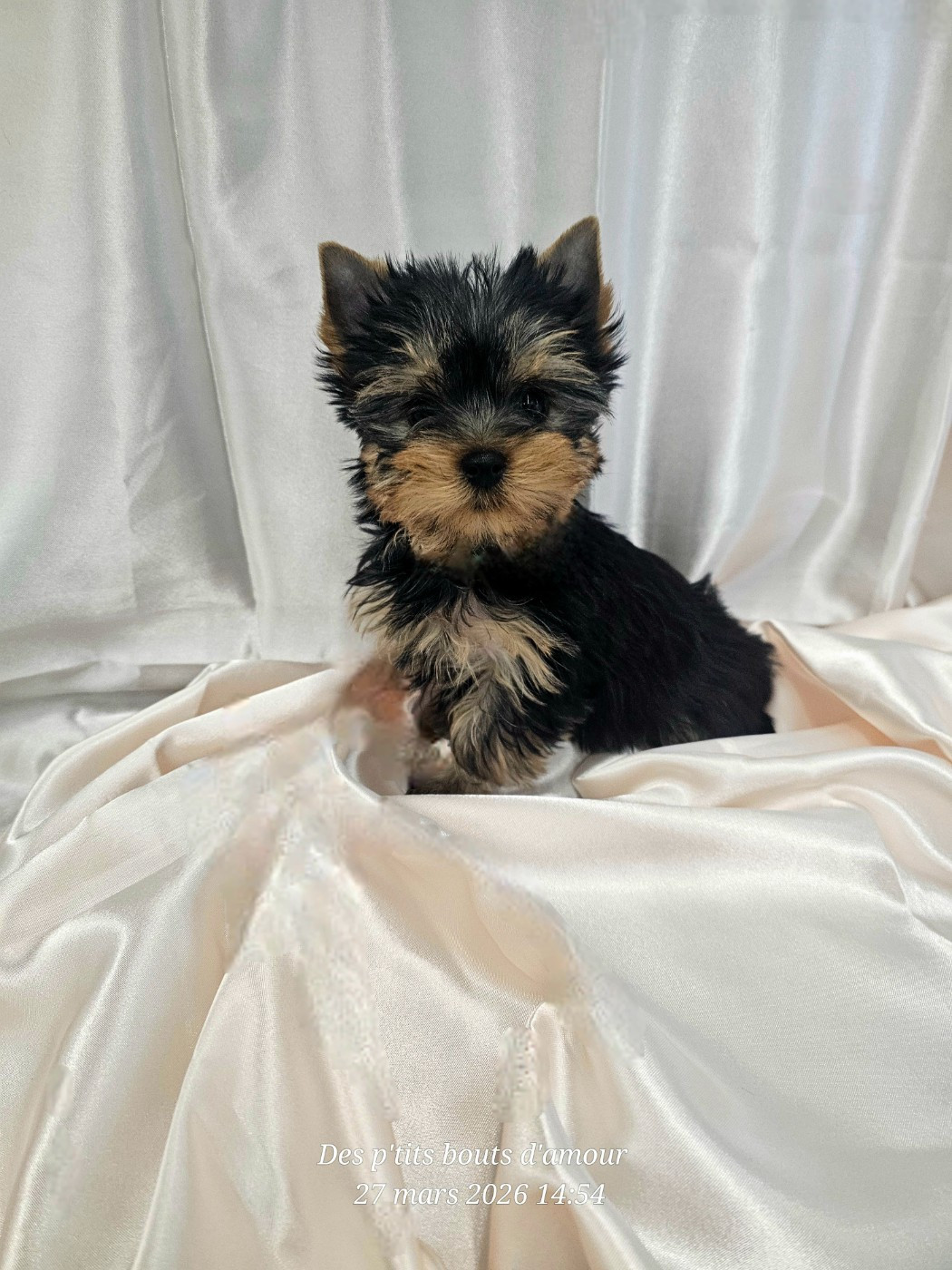 Des P'tits Bouts D'amour - Chiots disponibles - Yorkshire Terrier