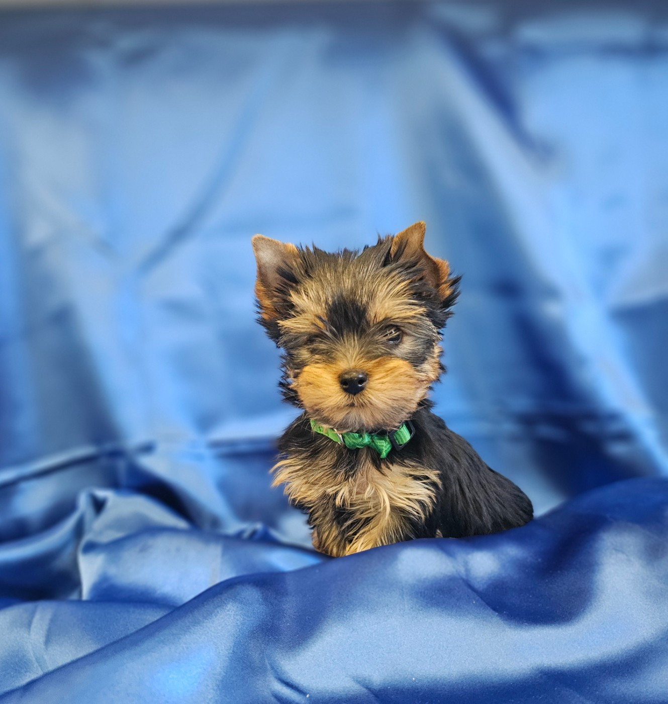 Des P'tits Bouts D'amour - Chiots disponibles - Yorkshire Terrier