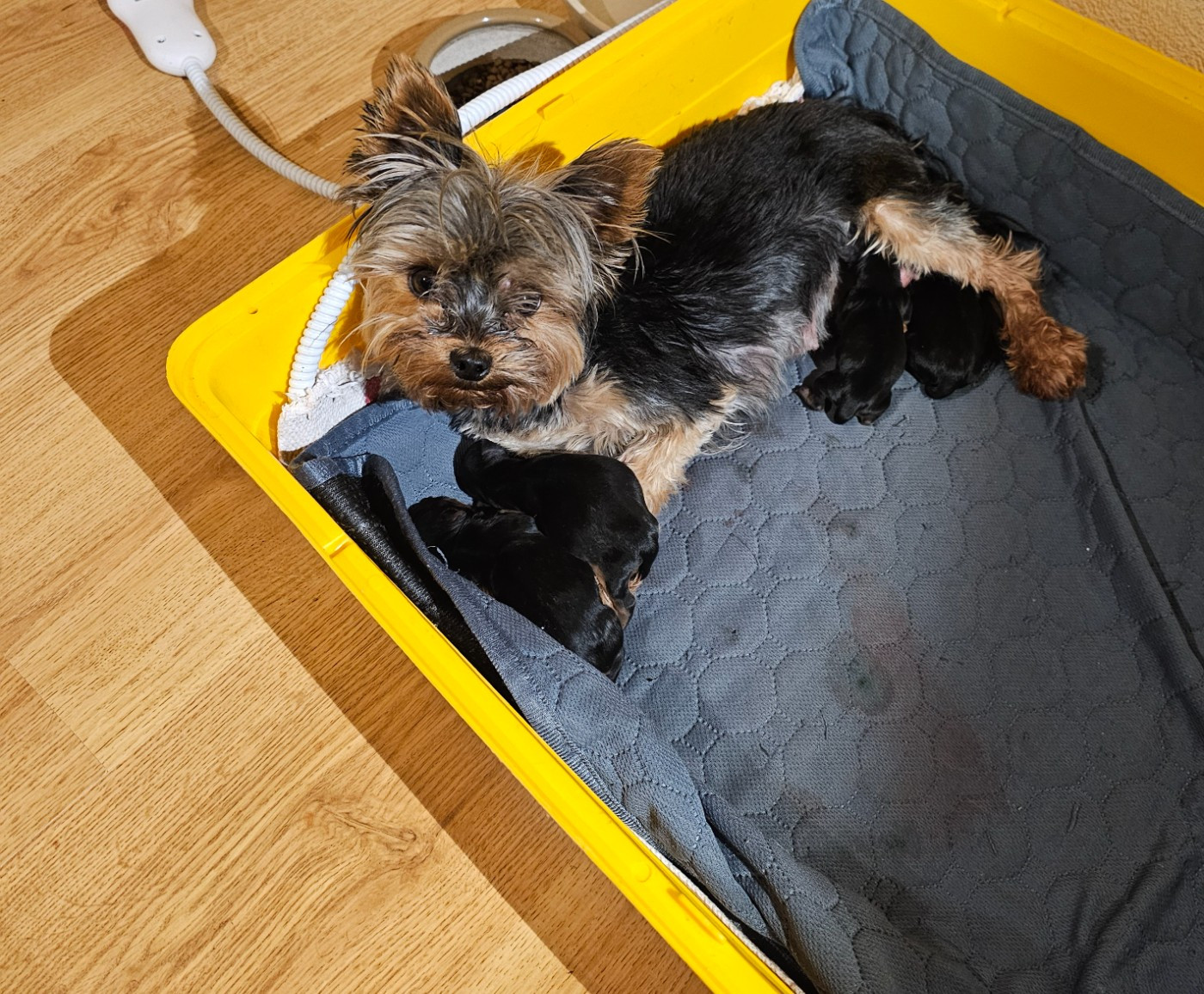 Des P'tits Bouts D'amour - Yorkshire Terrier - Portée née le 14/04/2026