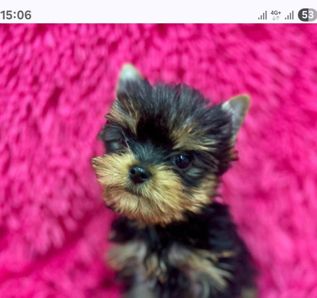 Des P'tits Bouts D'amour - Yorkshire Terrier - Portée née le 10/09/2025