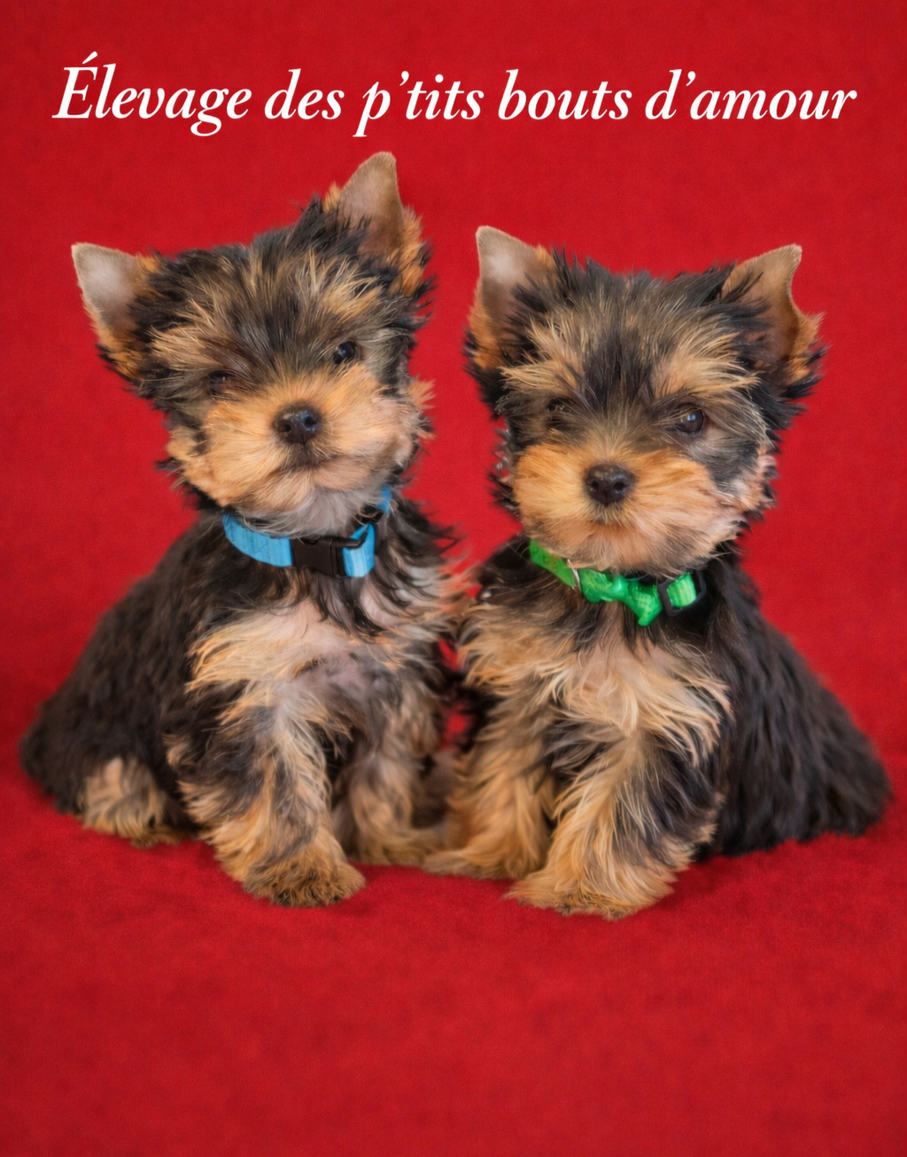 Des P'tits Bouts D'amour - Yorkshire Terrier - Portée née le 11/01/2026