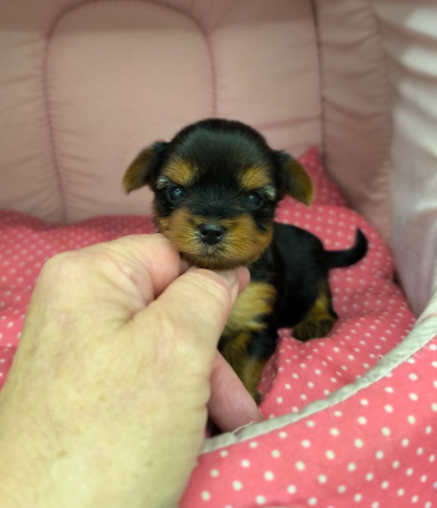Des P'tits Bouts D'amour - Chiots disponibles - Yorkshire Terrier