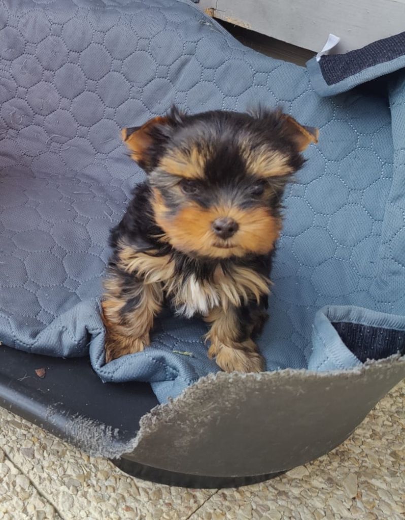 Des P'tits Bouts D'amour - Chiots disponibles - Yorkshire Terrier