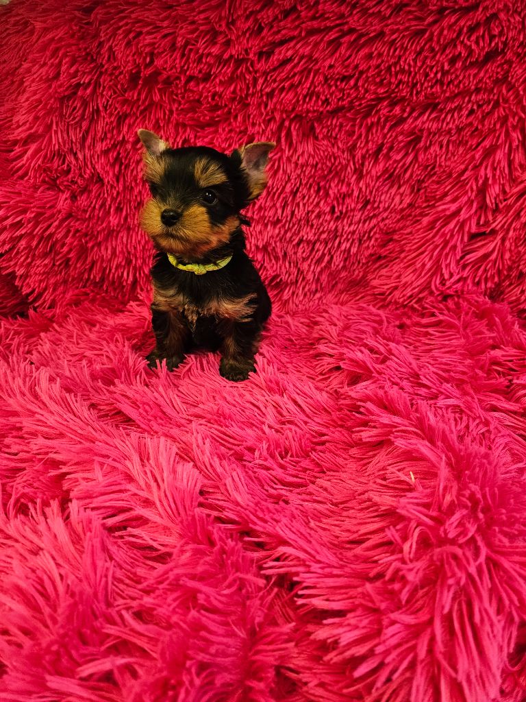 Des P'tits Bouts D'amour - Chiots disponibles - Yorkshire Terrier