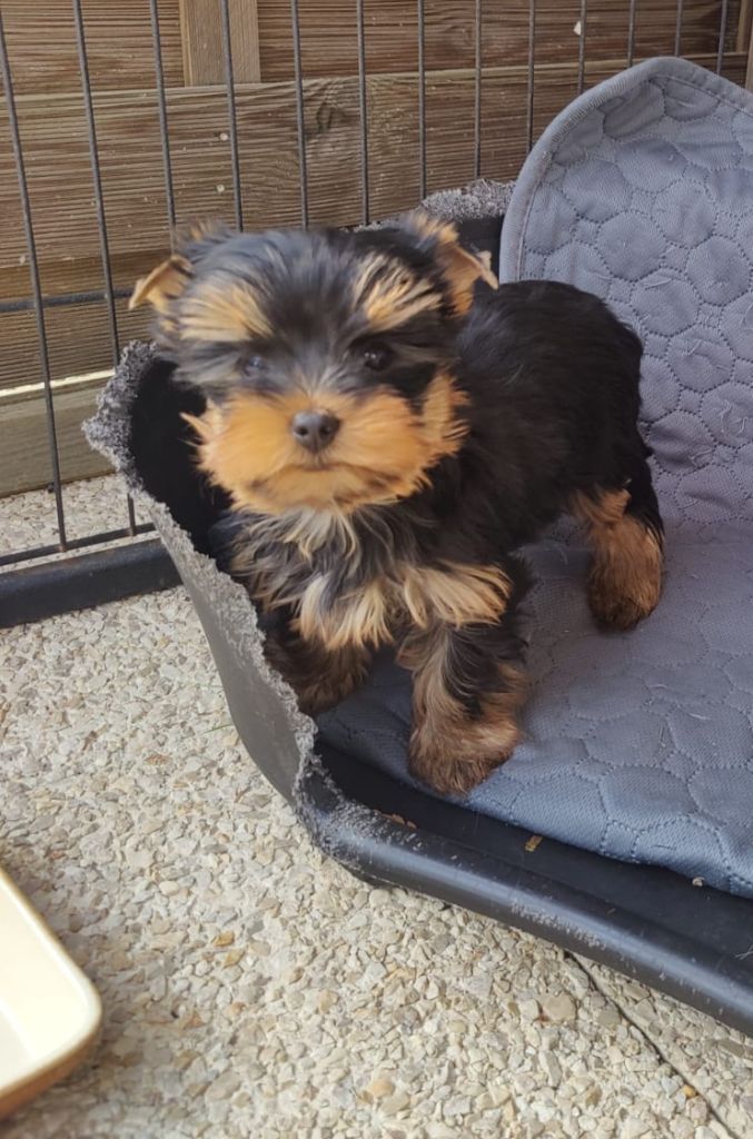 Des P'tits Bouts D'amour - Chiots disponibles - Yorkshire Terrier