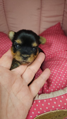 CHIOT 1