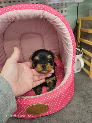 CHIOT 3