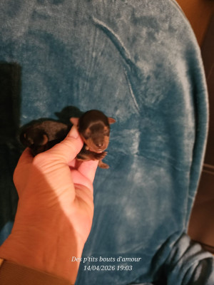 BELLA