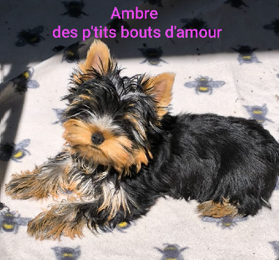 CHIOT 2