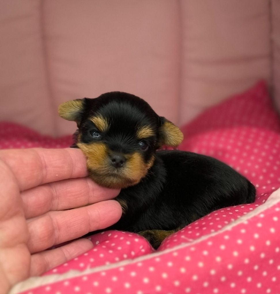 Des P'tits Bouts D'amour - Chiots disponibles - Yorkshire Terrier